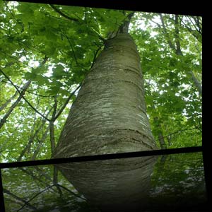 bois de hetre